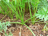 Grown with organic fertilizer